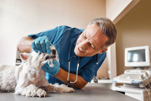 Best Emergency Dental Care for Trauma or Injury in Hidalgo, TX